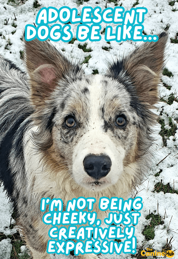 A colorful illustration of a dog with an expressive face standing in the snow, accompanied by humorous text about adolescent dogs.