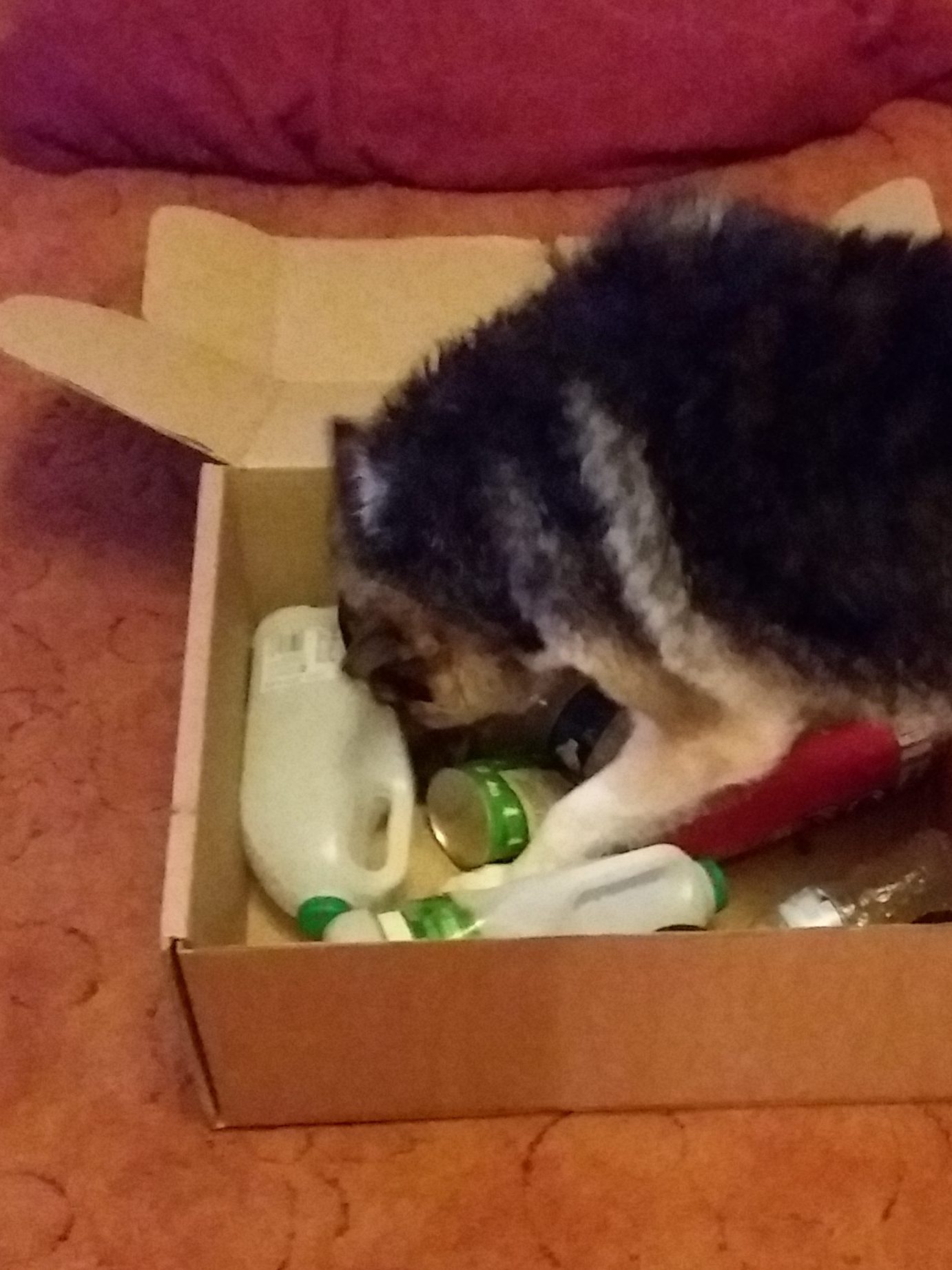 Senior dog sniffing in an enrichment activity .