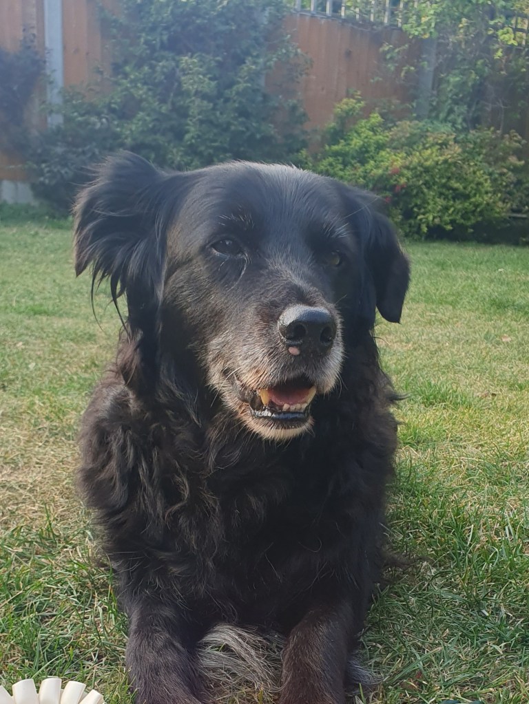 Smiling senior dog outdoors, enjoying a relaxed moment