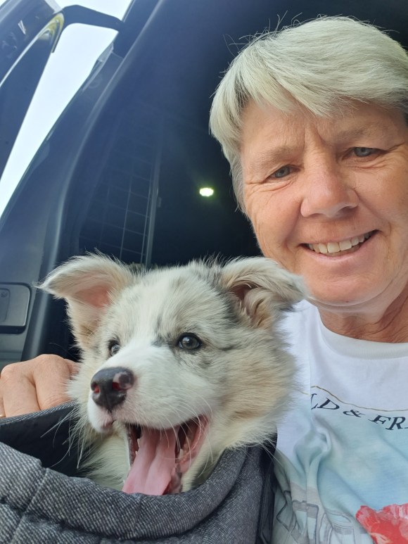 Smiling person with a happy Border Collie puppy in a car, showing a positive and relaxed socialisation experience