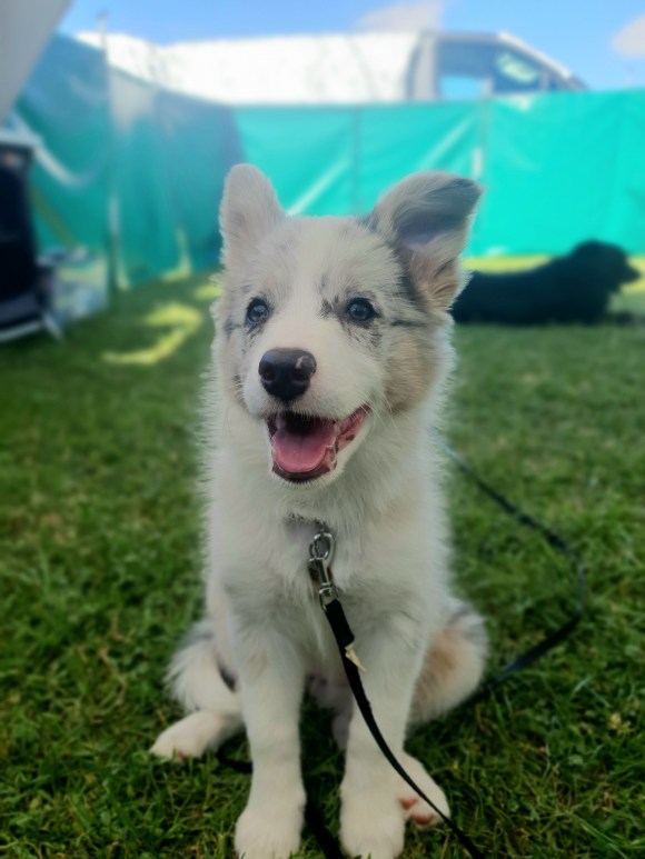 Happy Border Collie puppy sitting on grass with a lead, looking engaged and confident. Ideal example of positive socialisation in a new environment.
