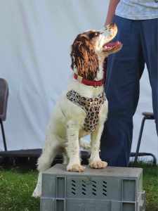 A dog standing on a raised platform, looking up at a person, with a playful expression and wearing a harness, taking part in a 1-2-1 dog training session