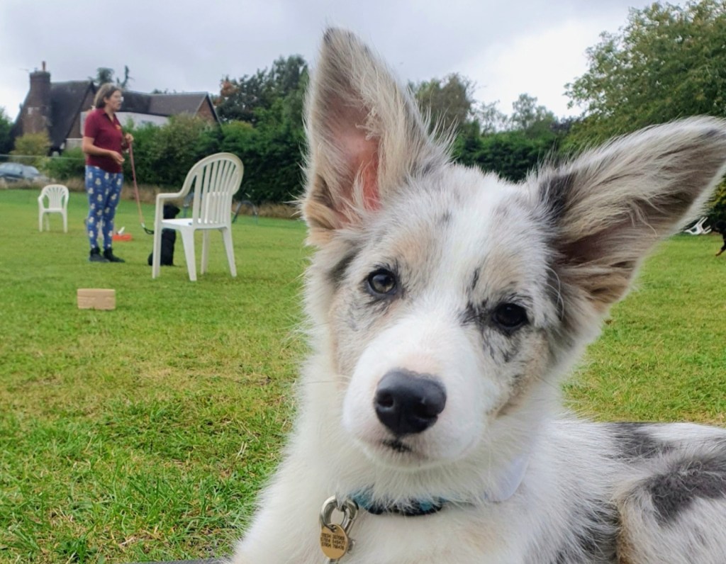 Drift the Border Collie pup learning in a games-based dog training session at The Canine Hub’s Oakley field in Bedford.