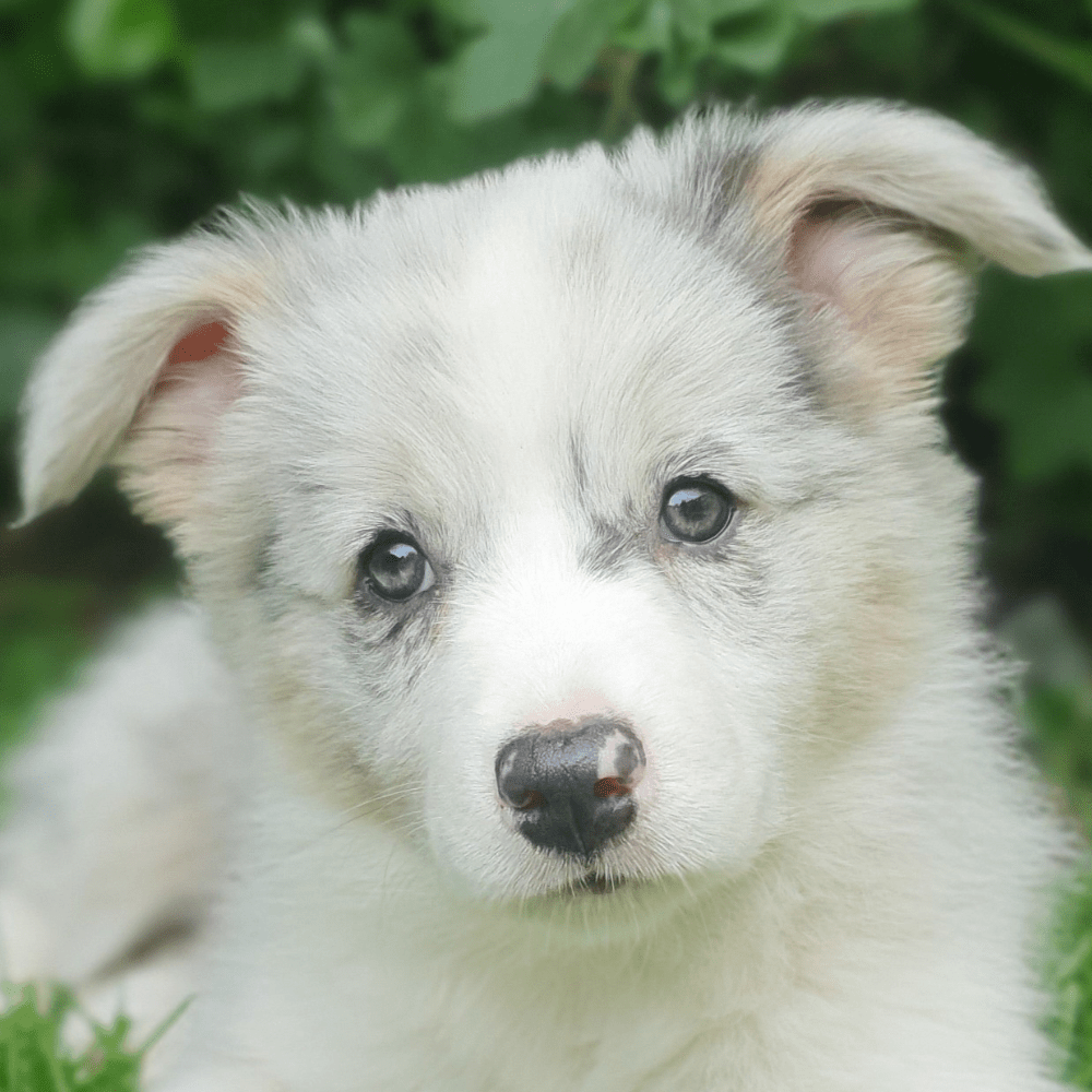 Image of a border collie puppy looking very cute