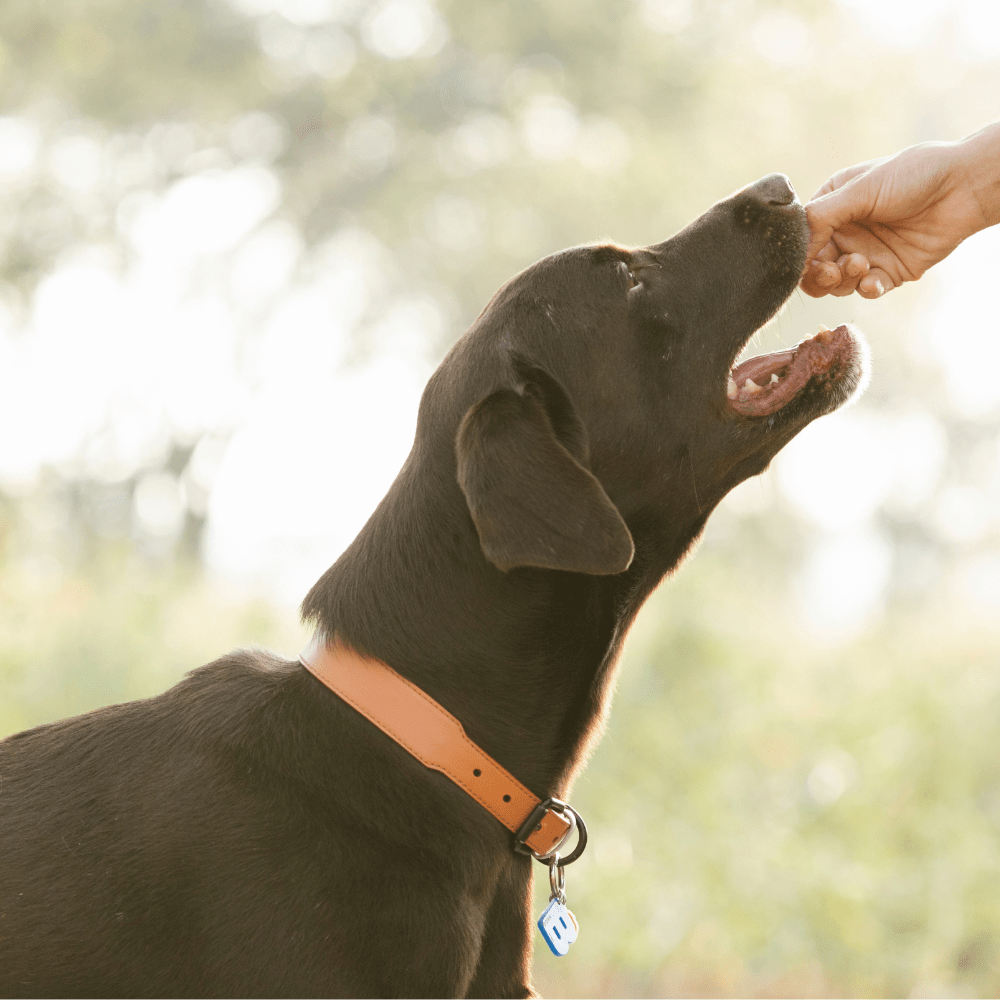 Image of a Labrador dog training using reward based methods