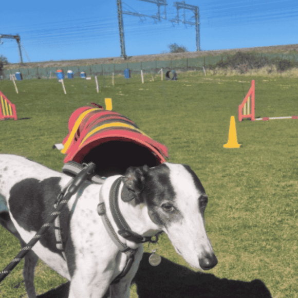 A greyhound wearing a harness stands near an agility tunnel on a grassy field, with agility equipment visible in the background.