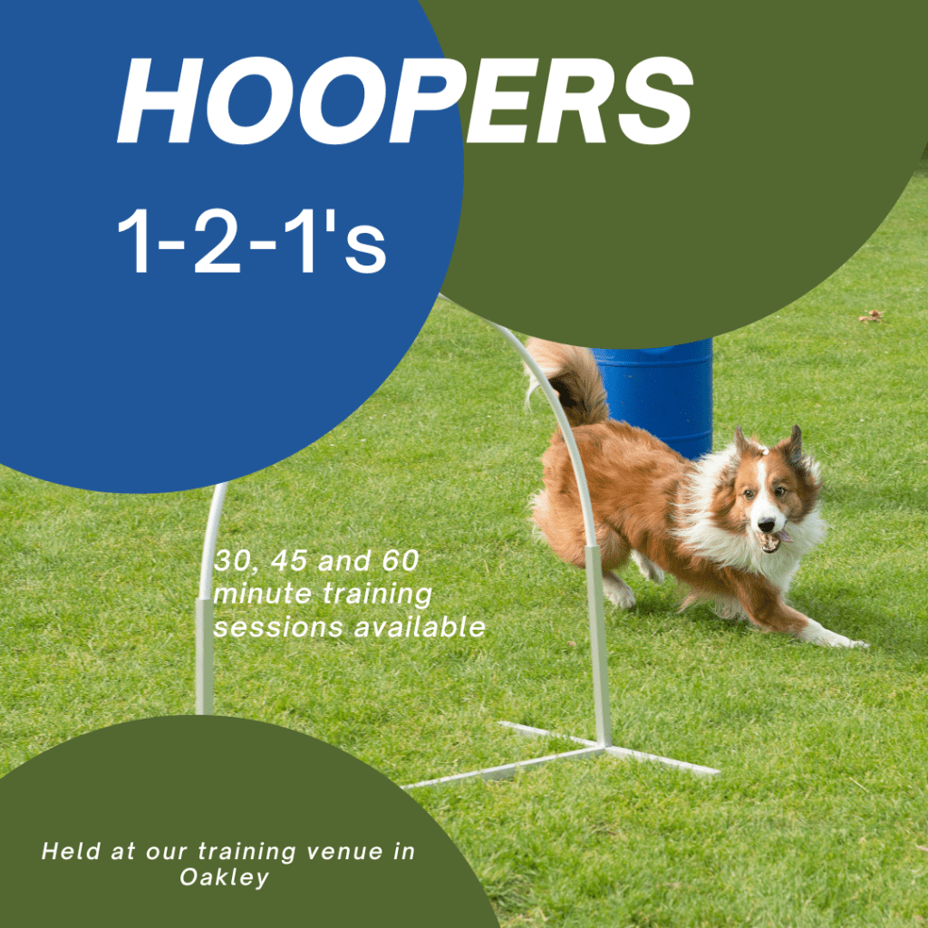 Border Collie running through a hoop during a Hoopers 1-2-1 training session at The Canine Hub’s Oakley field in Bedford. Low-impact dog sport for all ages, with 30, 45, or 60-minute sessions available.