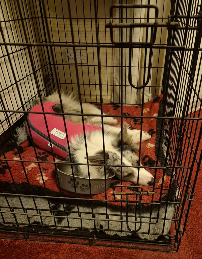 Border Collie resting in crate wearing a pink surgical suit after laparoscopic spay surgery